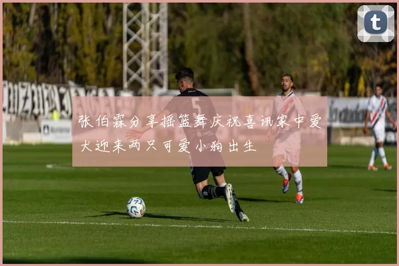 张伯霖分享摇篮舞庆祝喜讯家中爱犬迎来两只可爱小狗出生